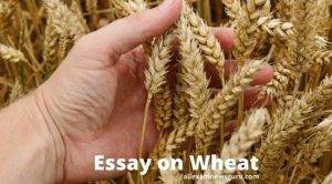 Wheat Cultivation
